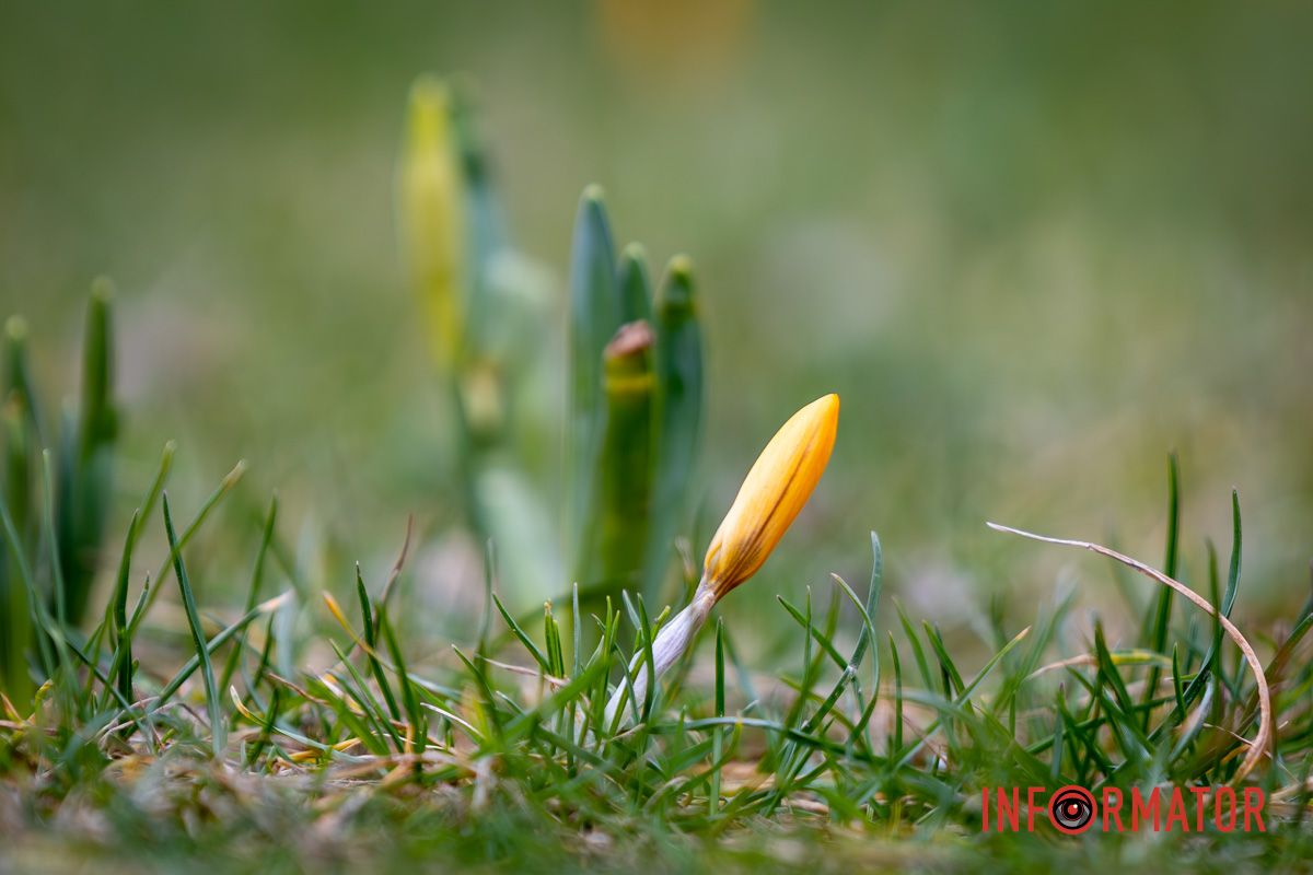 У Дніпрі на Набережній Перемоги розквітли крокуси та кульбаби