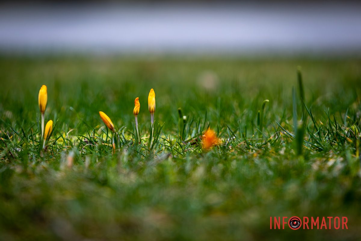 Фіолетові та жовті квіти з’явилися на газонах посеред зеленої трави