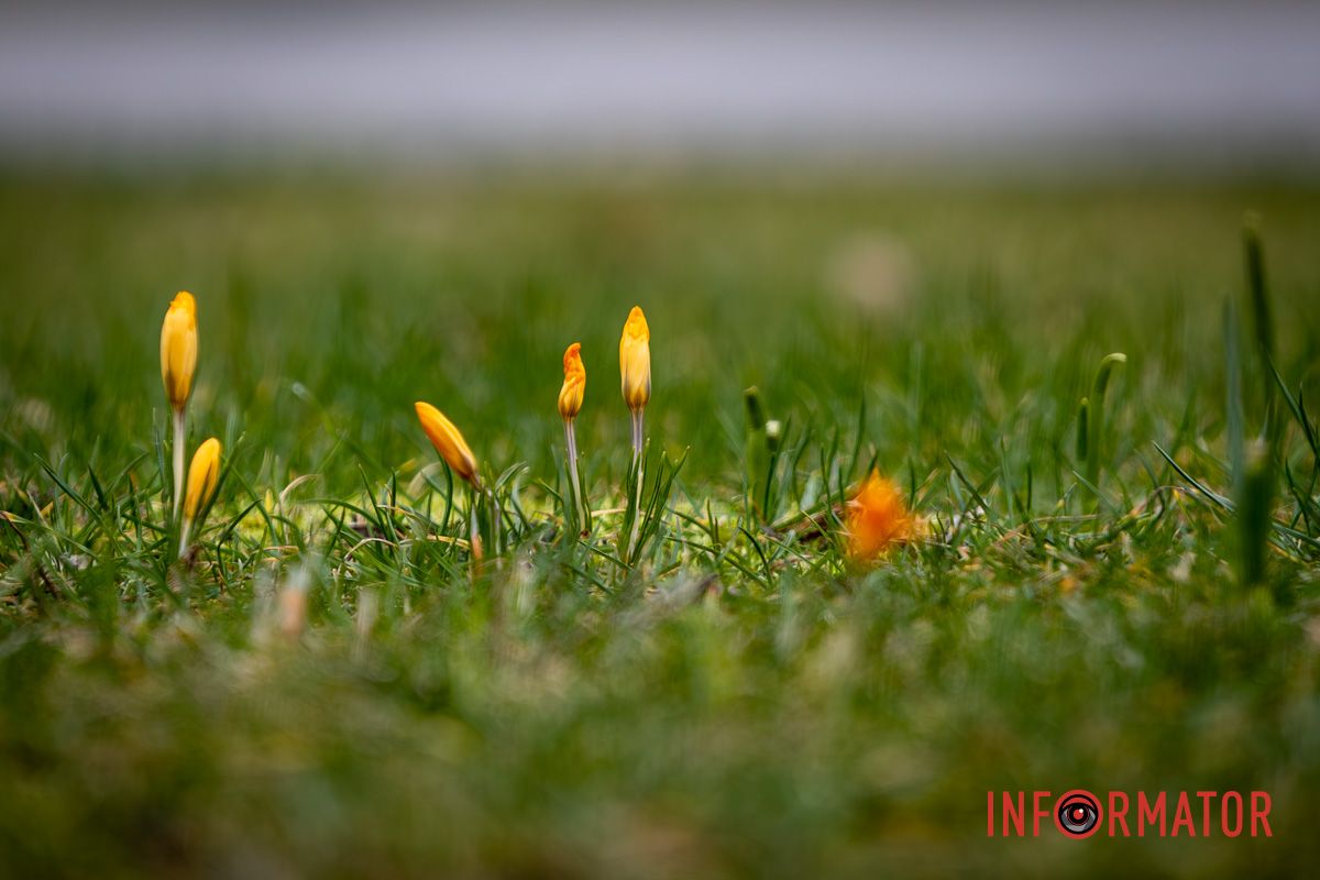 Містяни із задоволенням фотографують весняні квіти