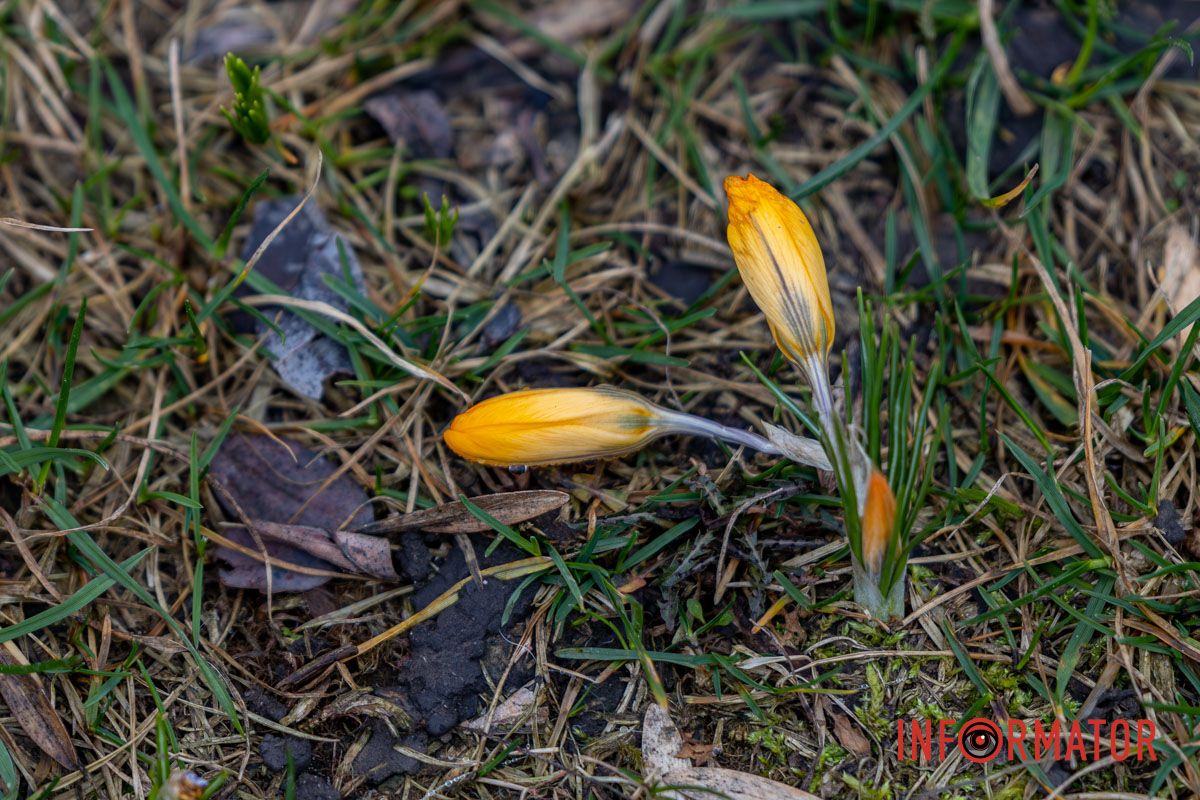 Так, наприкінці січня у Дніпрі було тепло