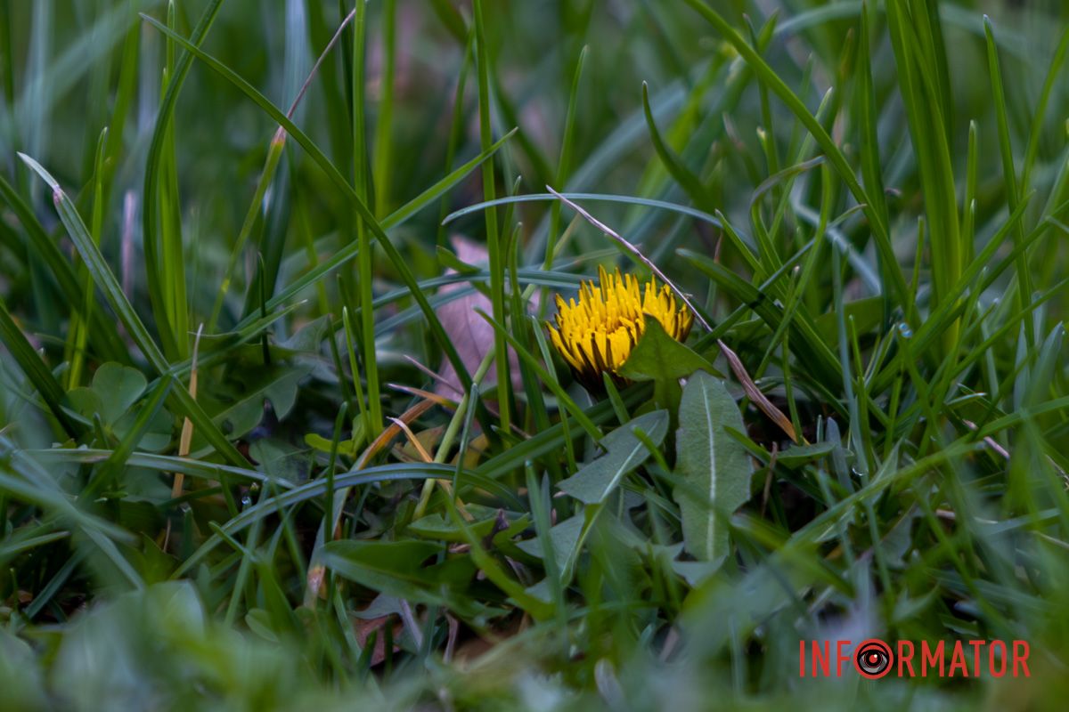 Ранні квіти можуть не витримати морозів