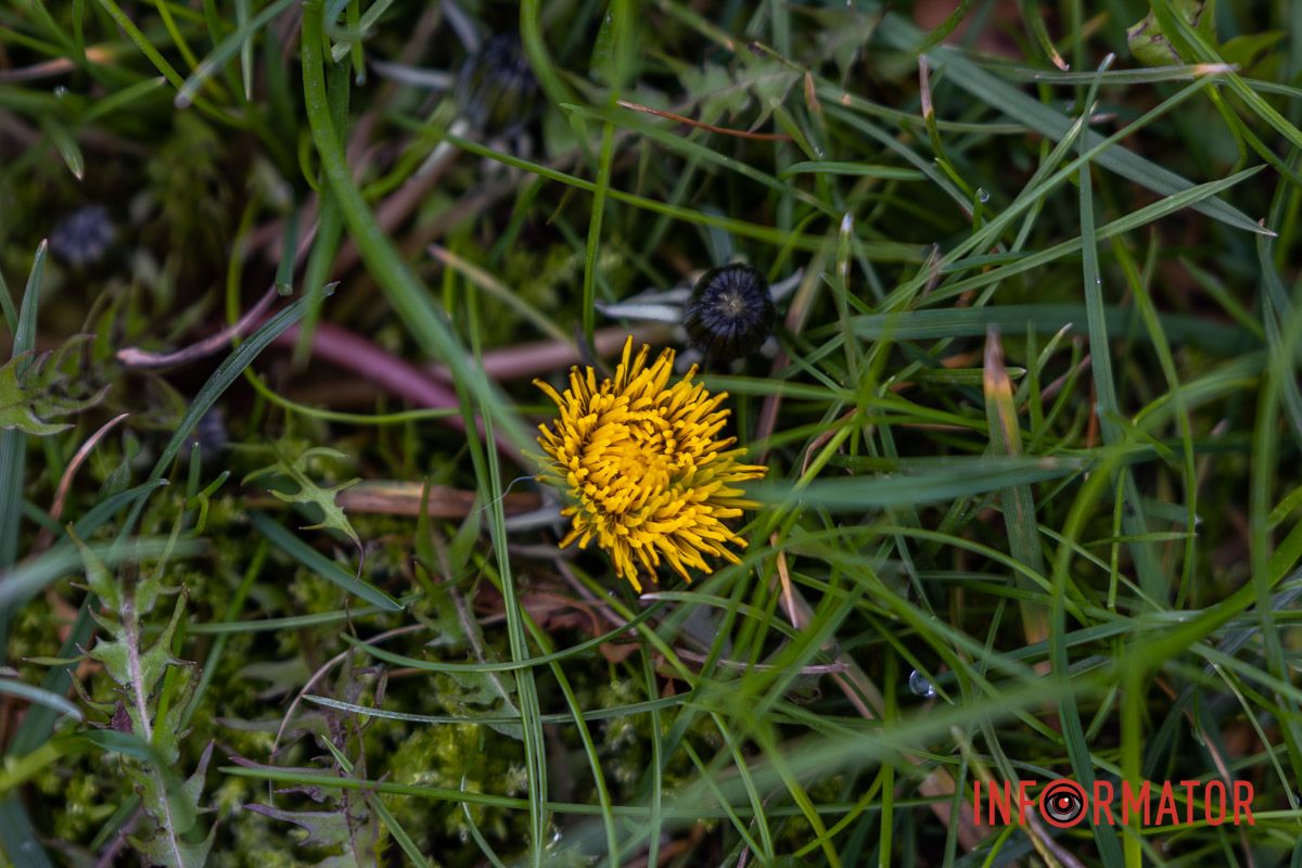 Але городяни радіють хоча б короткому відчуттю весни
