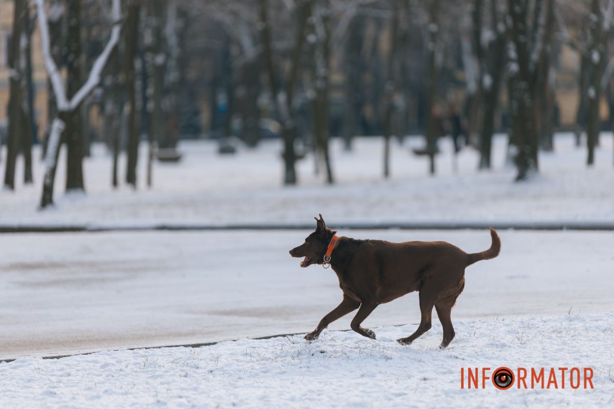 Четырехлапым также нравится снег