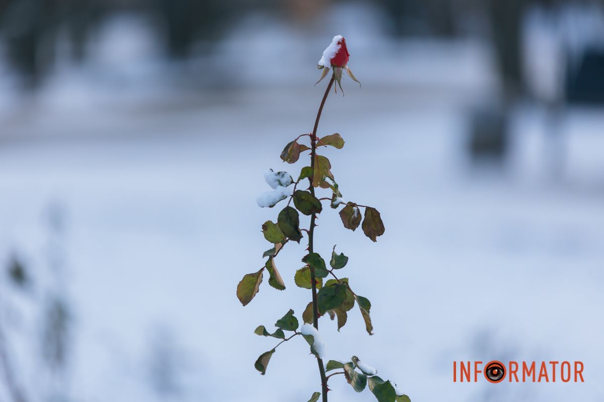Из-под грудки снега выглядывают розы в клумбах