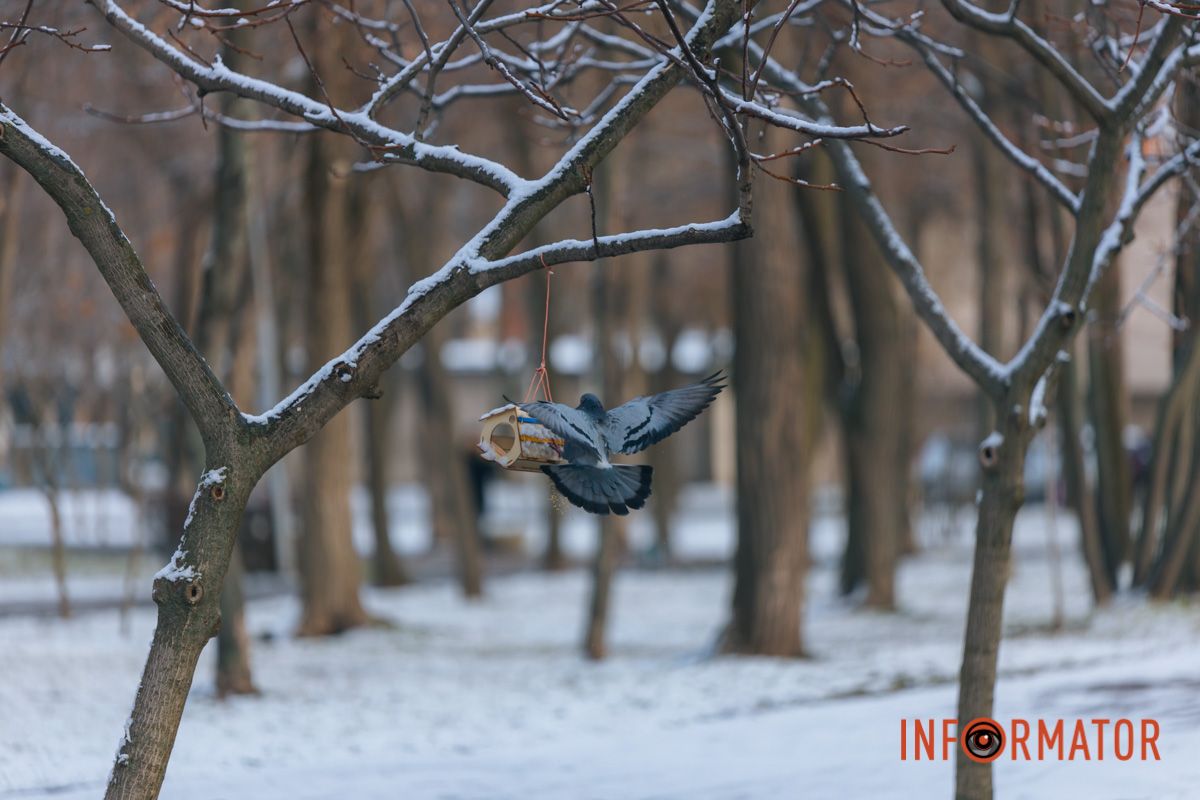Птицы завтракают в кормушках зимним утром