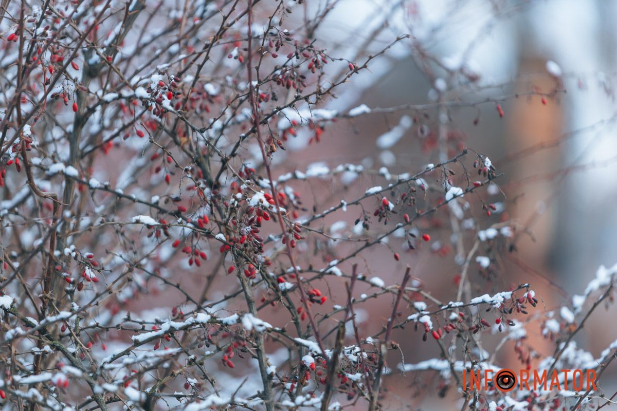 Снега всюду