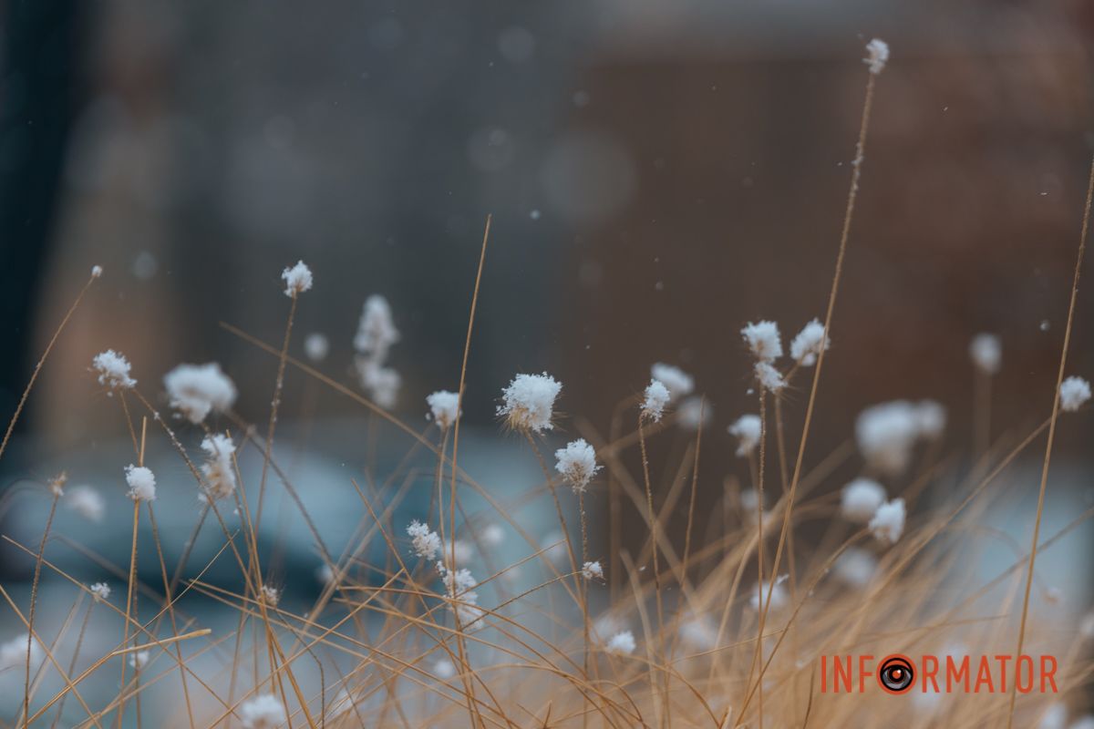 Сніг вкрив місцеві клумби 