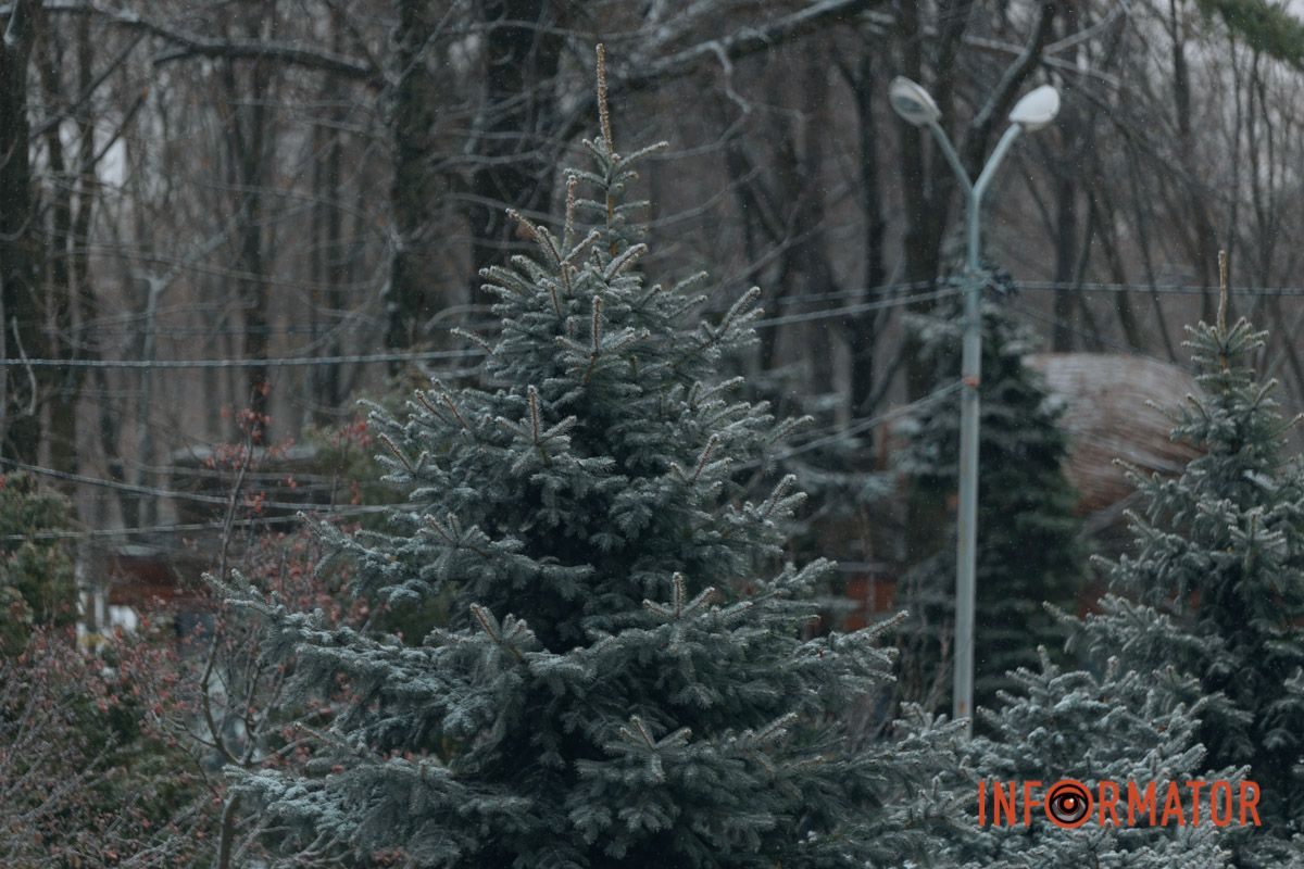 Ялинки в зимових шубах 