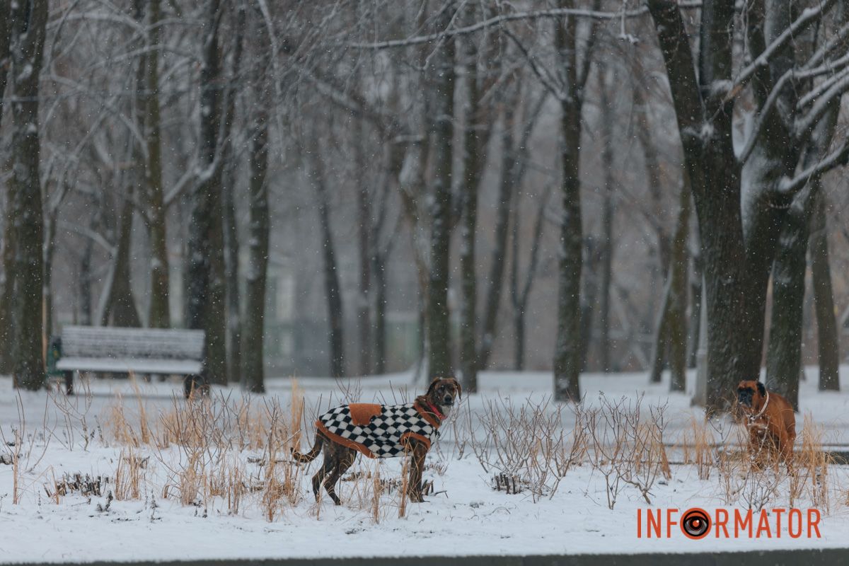 Песикам також подобається зимова погода