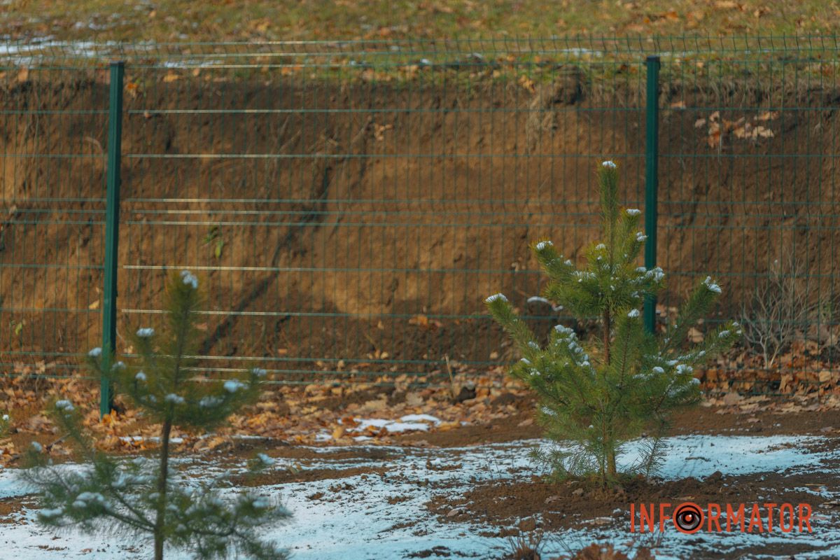 Зелені насадження на території 