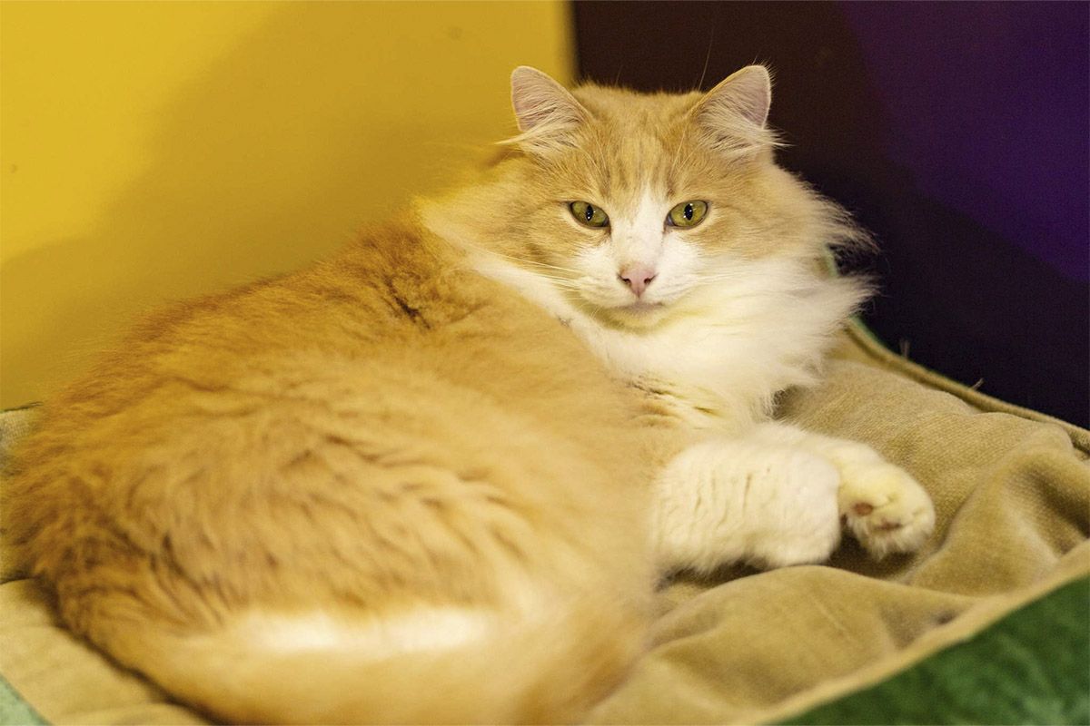 Кошки привезли из Бахмута Котика привезли из Бахмута