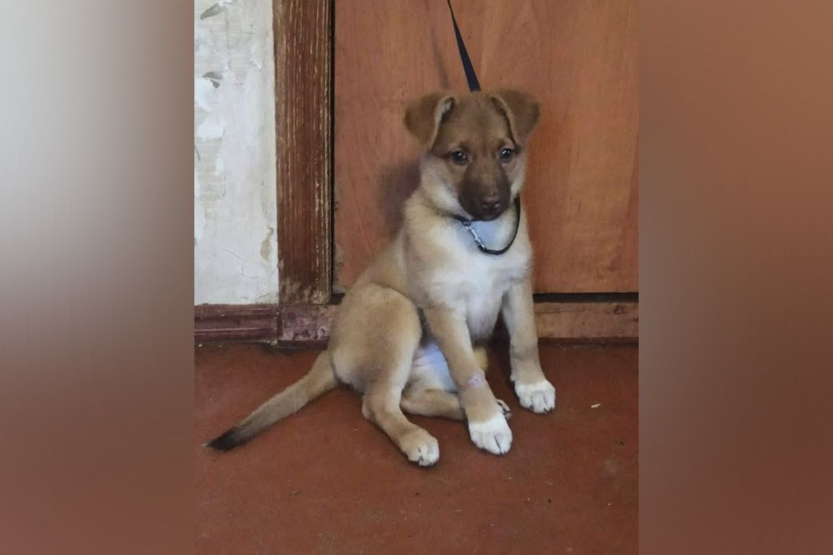 Застенчивая собачка Застенчивая собачка