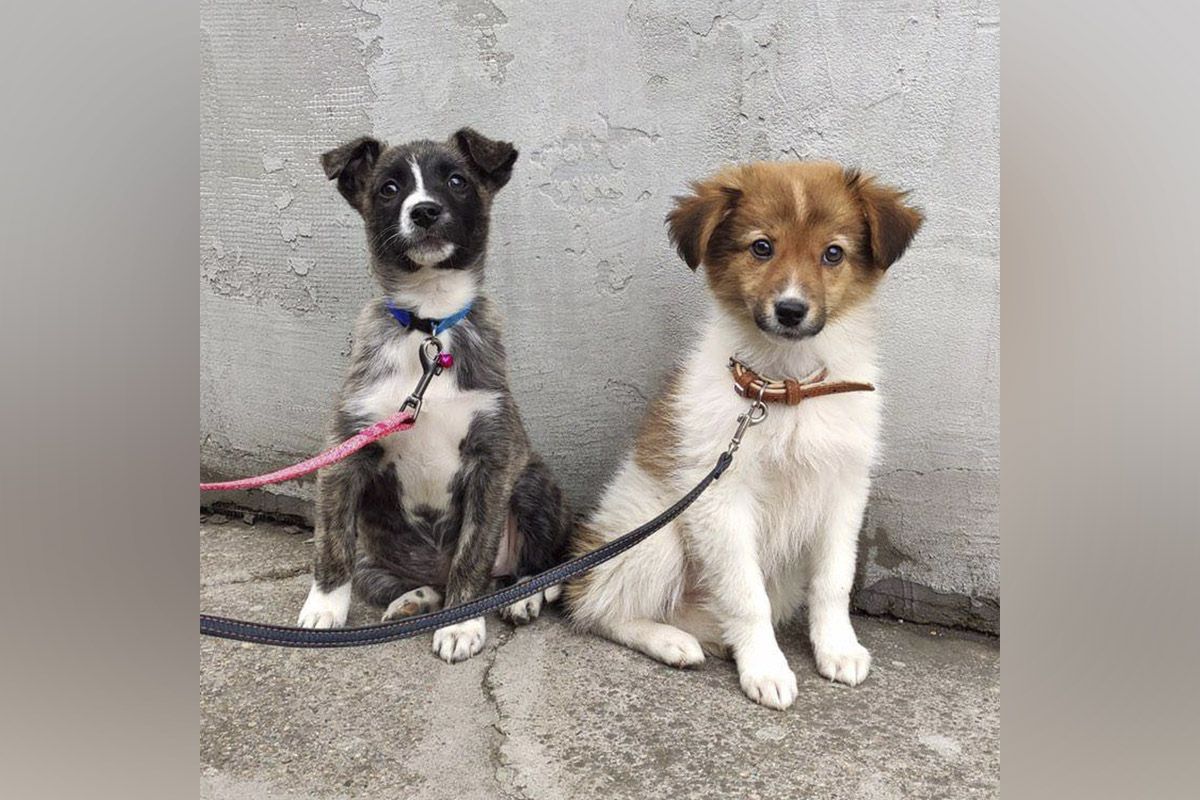 Щенкам по 2 месяца Щенкам по 2 месяца