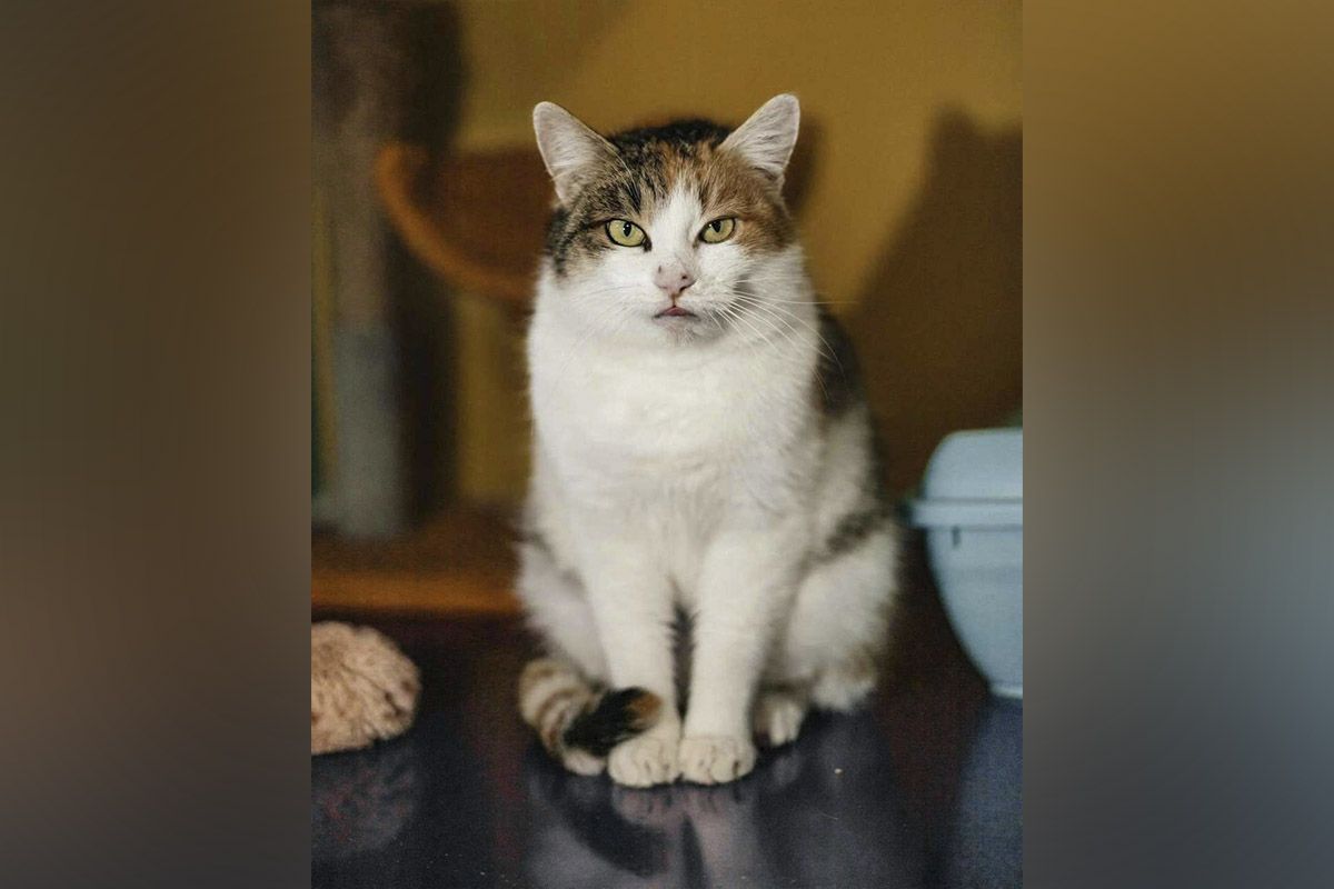 Клепи два года Клепи два года