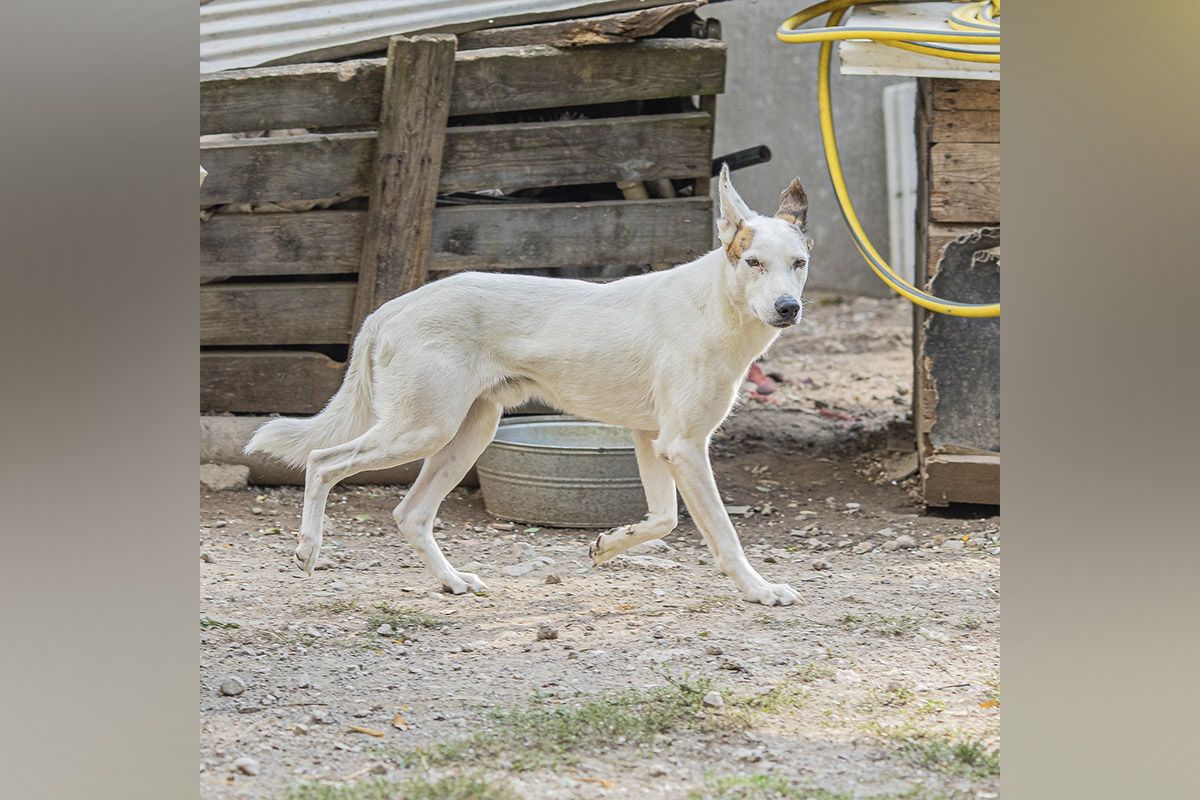 Биляш спасся от пожара Биляш спасся от пожара