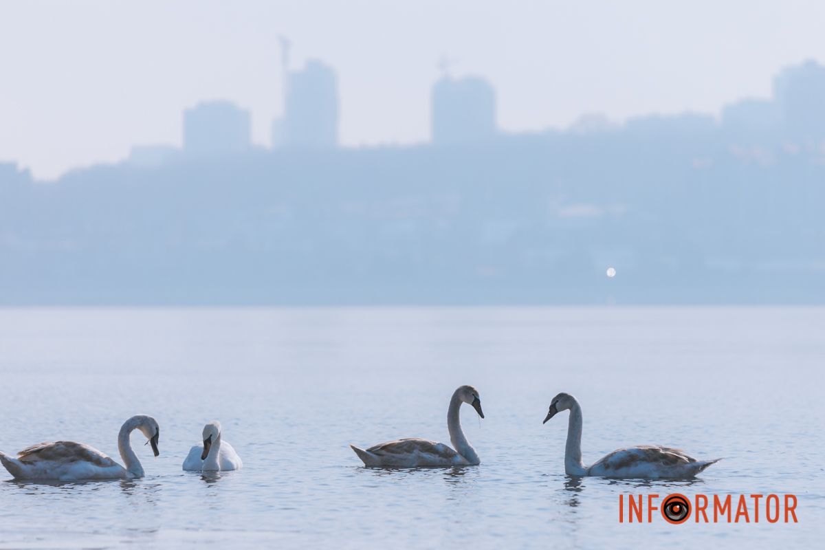 Почти весна: у берега реки Днепр собрались стаи лебедей и уток 6