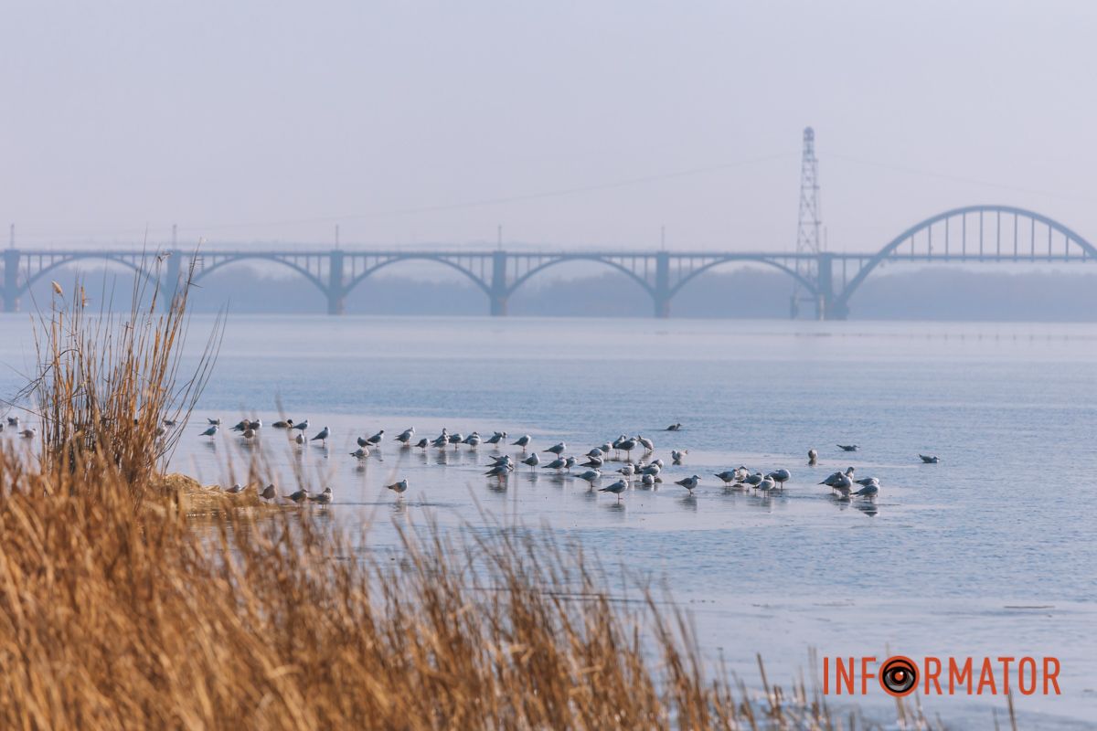 Почти весна: у берега реки Днепр собрались стаи лебедей и уток 5