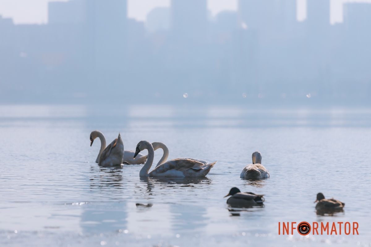 Почти весна: у берега реки Днепр собрались стаи лебедей и уток 8