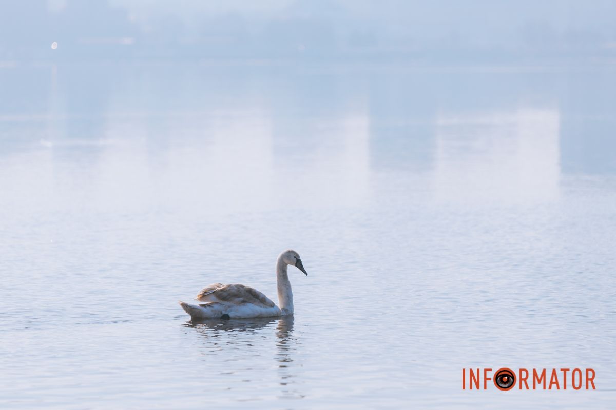Почти весна: у берега реки Днепр собрались стаи лебедей и уток 4