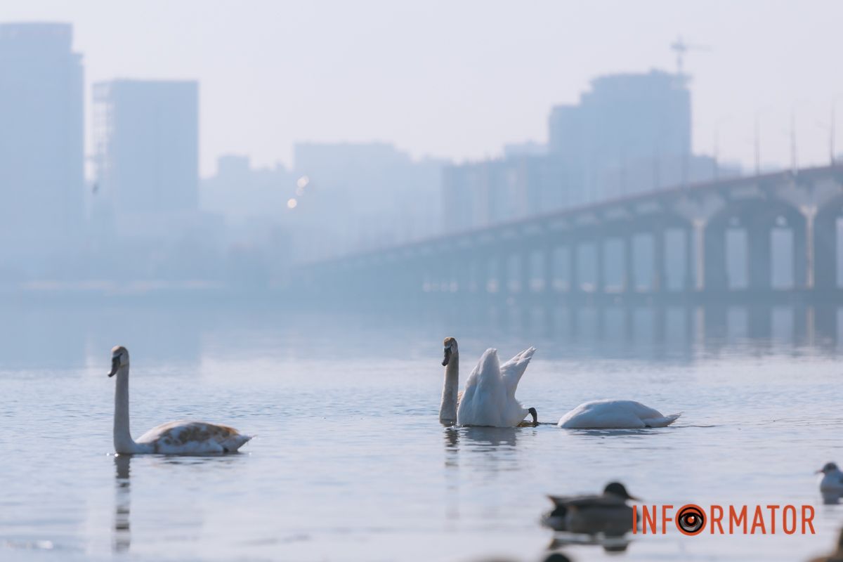 Почти весна: у берега реки Днепр собрались стаи лебедей и уток 20
