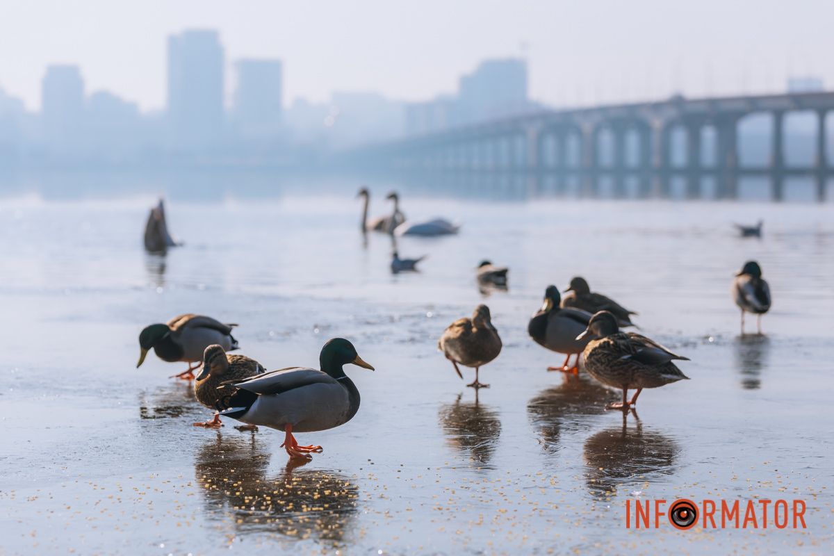 Почти весна: у берега реки Днепр собрались стаи лебедей и уток 2