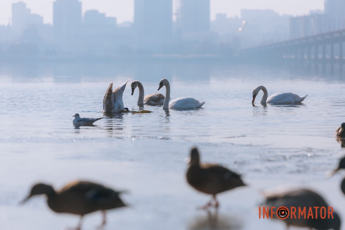 Почти весна: у берега реки Днепр собрались стаи лебедей и уток 3