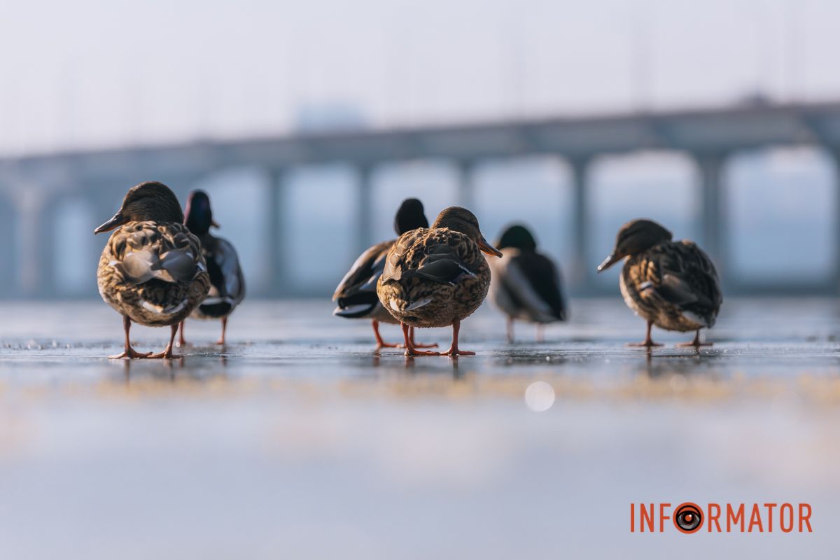 Почти весна: у берега реки Днепр собрались стаи лебедей и уток 7