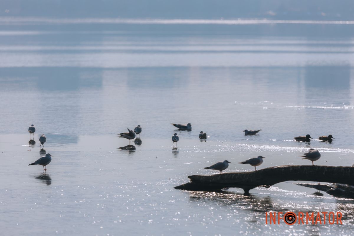 Почти весна: у берега реки Днепр собрались стаи лебедей и уток 18