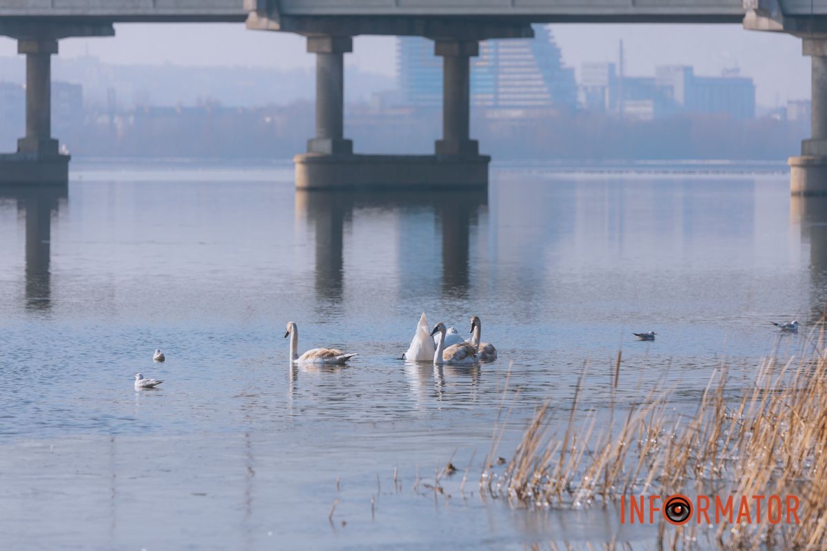 Почти весна: у берега реки Днепр собрались стаи лебедей и уток 13