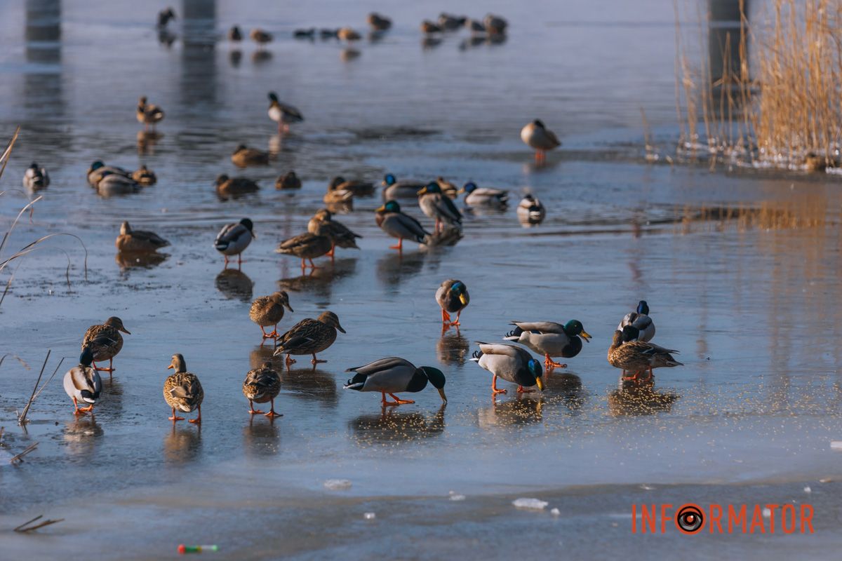 Почти весна: у берега реки Днепр собрались стаи лебедей и уток 9