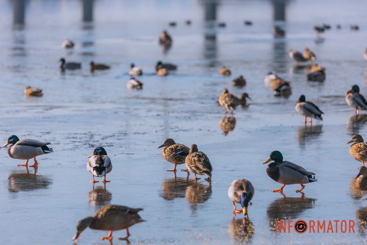 Почти весна: у берега реки Днепр собрались стаи лебедей и уток 14
