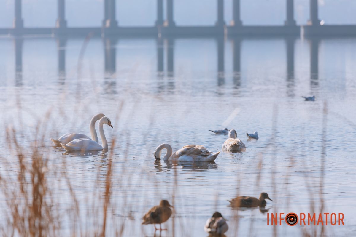 Почти весна: у берега реки Днепр собрались стаи лебедей и уток 12