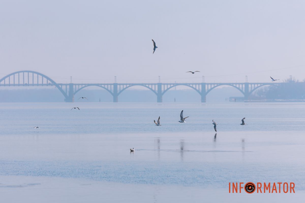 Почти весна: у берега реки Днепр собрались стаи лебедей и уток 10