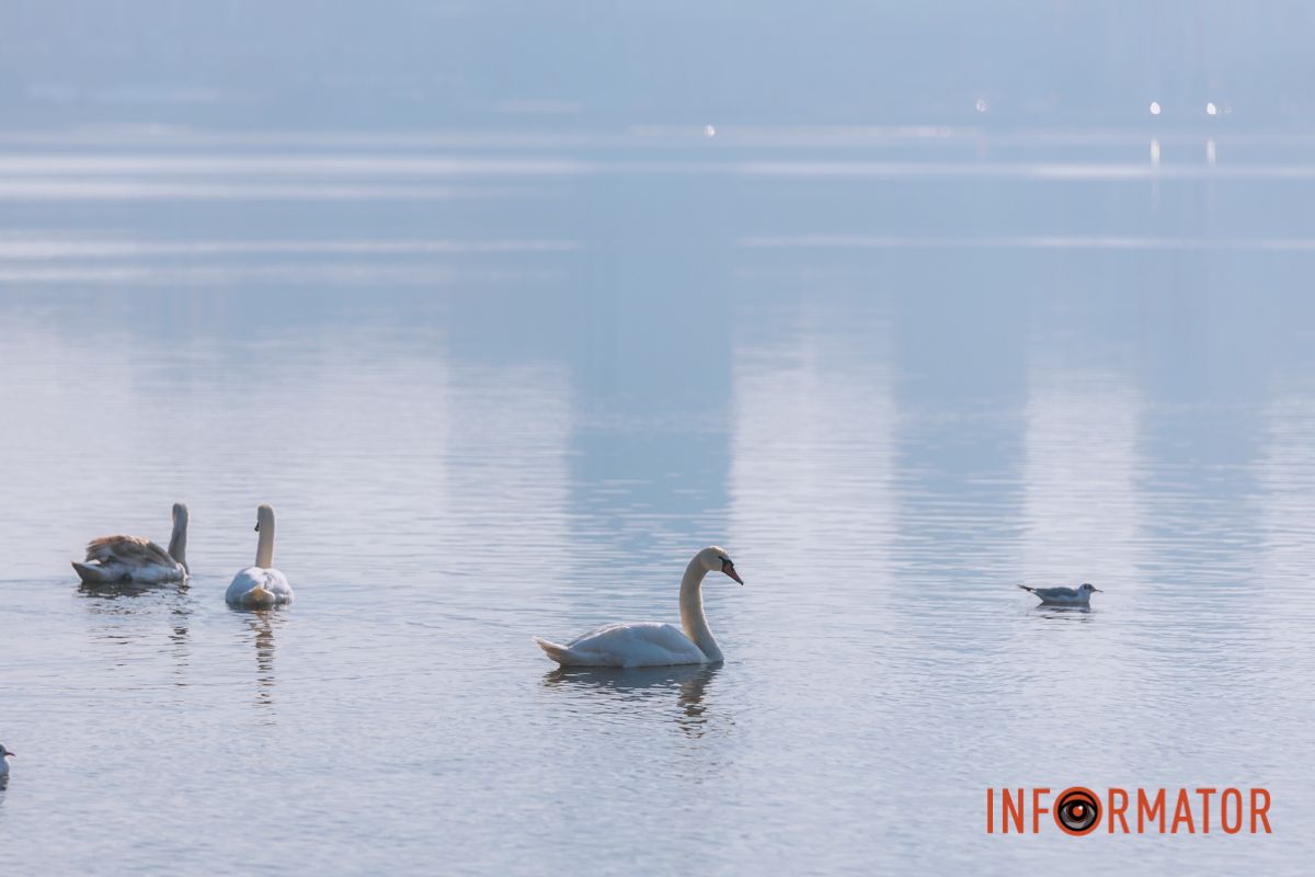 Почти весна: у берега реки Днепр собрались стаи лебедей и уток 11