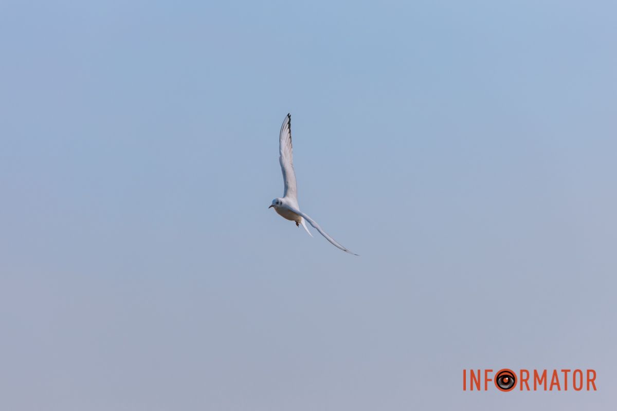 Почти весна: у берега реки Днепр собрались стаи лебедей и уток 16