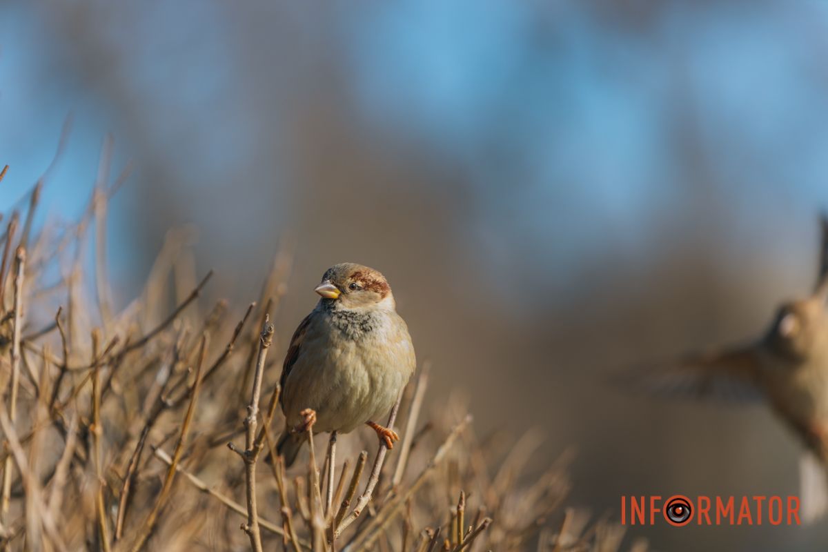 Почти весна: у берега реки Днепр собрались стаи лебедей и уток 19