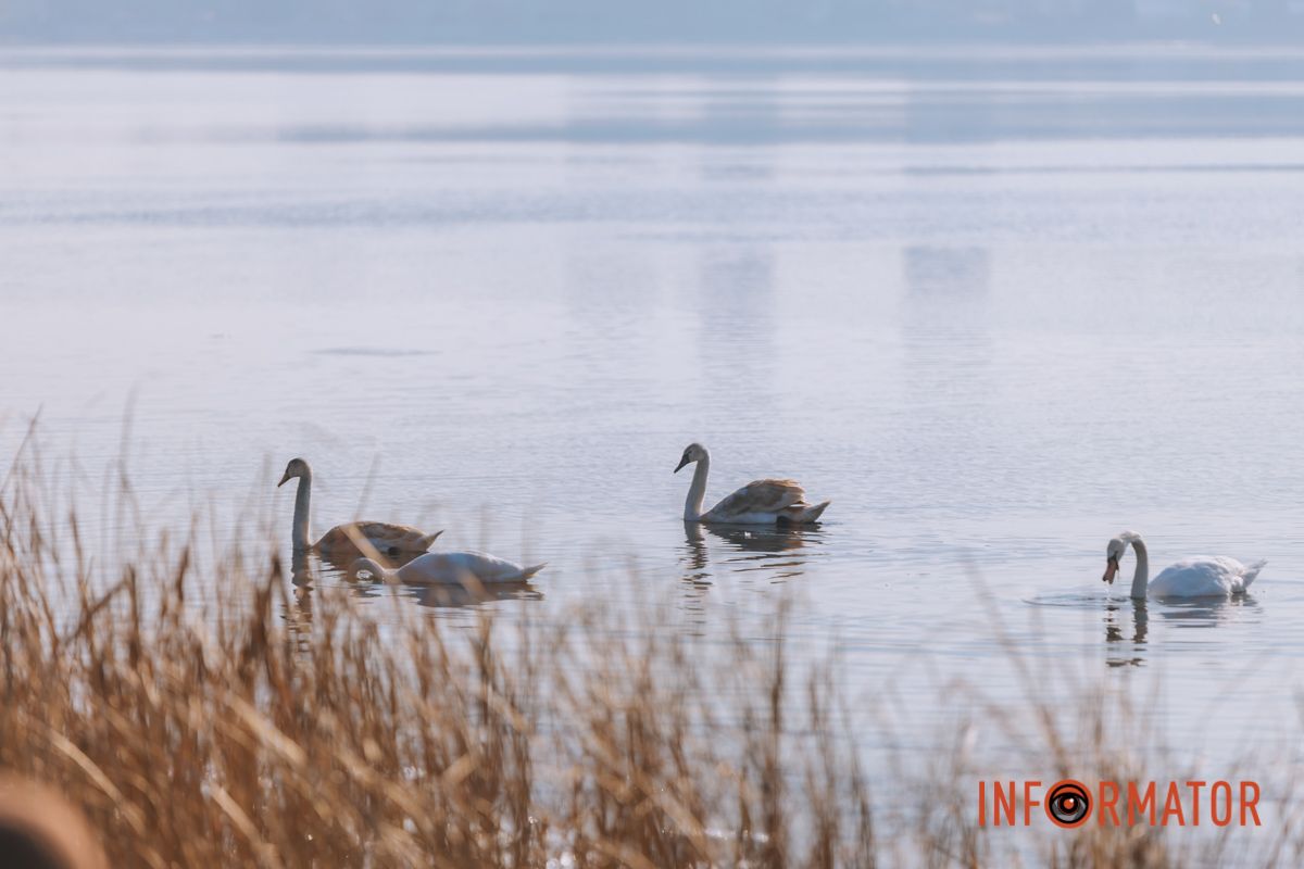 Почти весна: у берега реки Днепр собрались стаи лебедей и уток 17