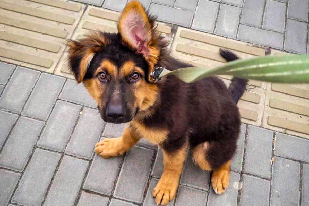 У Дніпрі потрібні родини для тварин, які пережили складні випробування 4