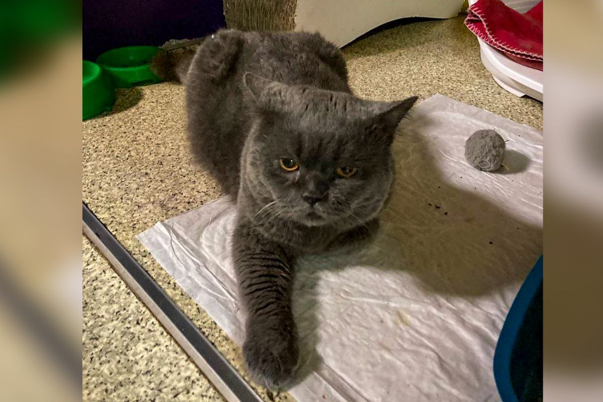 Ці милі створіння заслуговують на тепле, любляче оточення Ці милі створіння заслуговують на тепле, любляче оточення