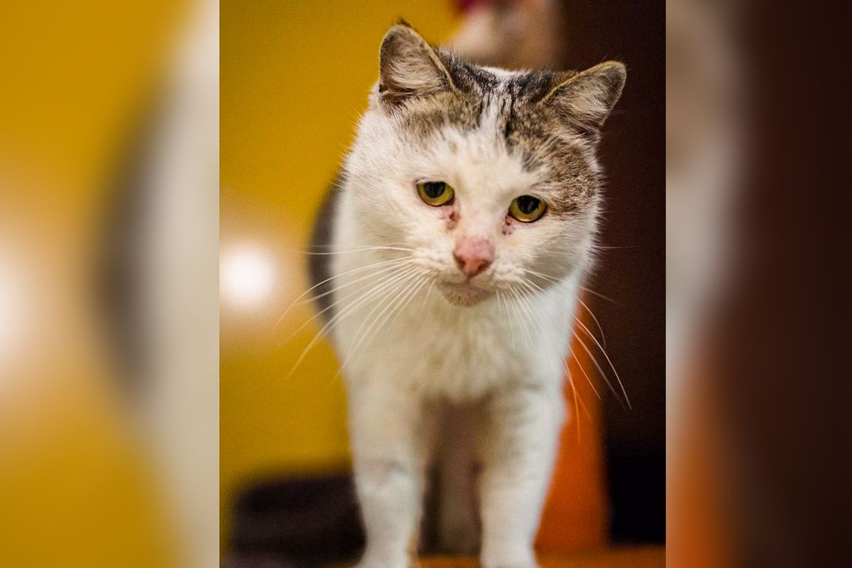 У Дніпрі шукають нові домівки для тварин, які потрапити до притулку У Дніпрі шукають нові домівки для тварин, які потрапити до притулку