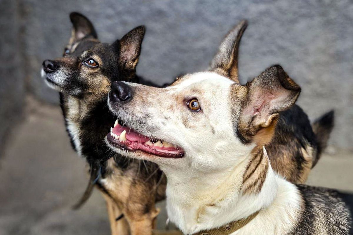 У Дніпрі потрібні родини для тварин, які пережили складні випробування 5