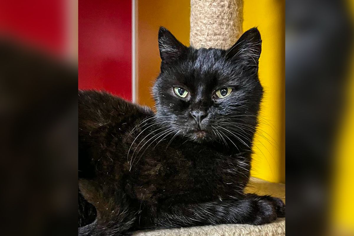 Ці тварини пройшли через важкі випробування і заслуговують на шанс знайти свою нову родину, де їх будуть любити і піклуватися  Ці тварини пройшли через важкі випробування і заслуговують на шанс знайти свою нову родину, де їх будуть любити і піклуватися