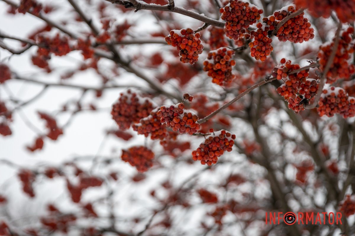Заботливо окутал город невероятную атмосферу: Днепр 15 февраля превратился в зимнюю сказку 4