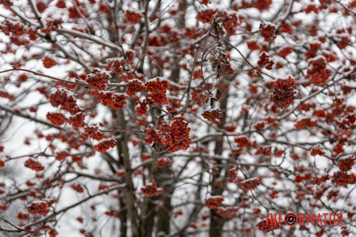 Заботливо окутал город невероятную атмосферу: Днепр 15 февраля превратился в зимнюю сказку 2