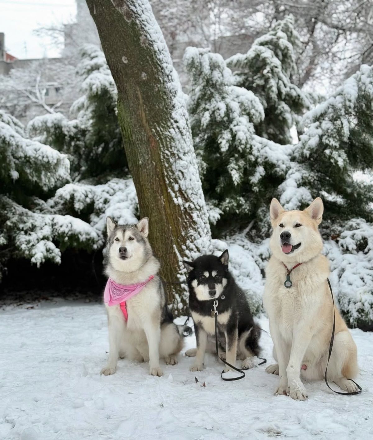 Фото: @happy.fluffy.paws Такой заснеженный Днепр: топ фотографий из Instagram 11