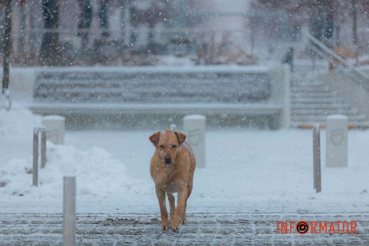 Песик також насолоджується снігом