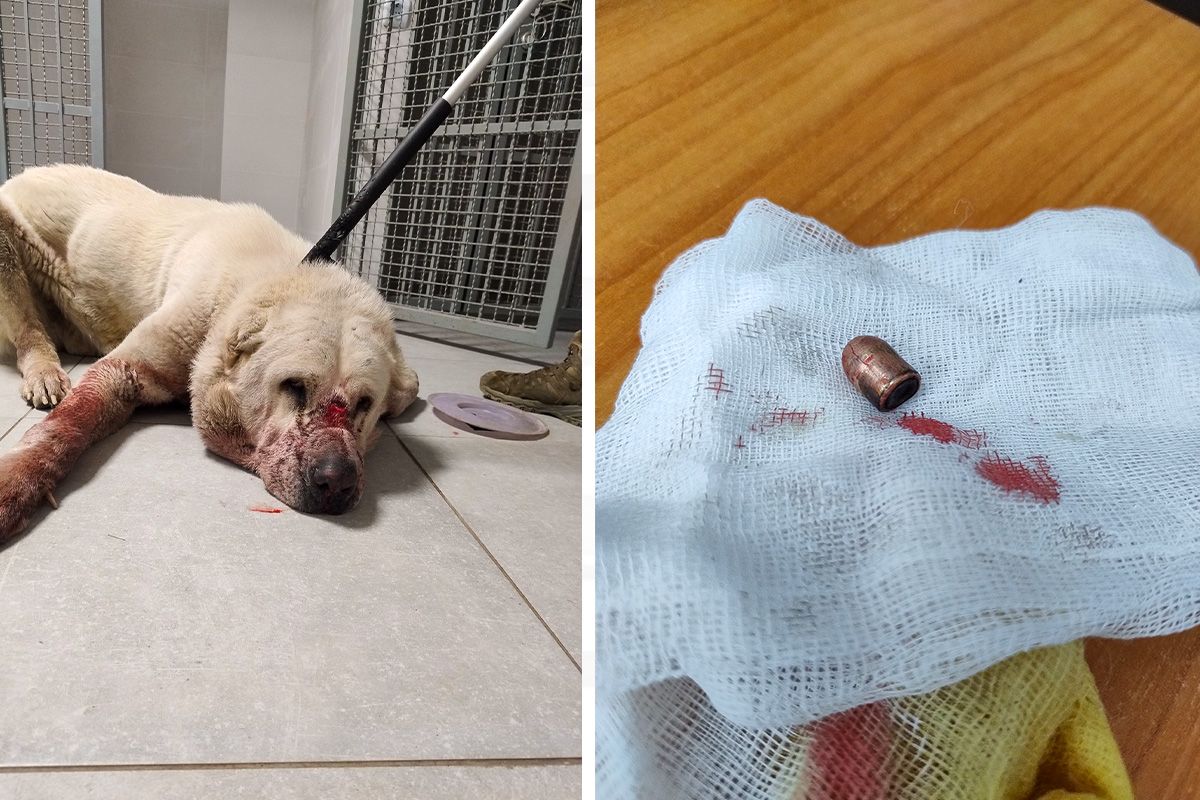 У Дніпрі на вулиці Вадима Жукова (раніше Бєляєва) знайшли собаку з вогнепальним пораненням