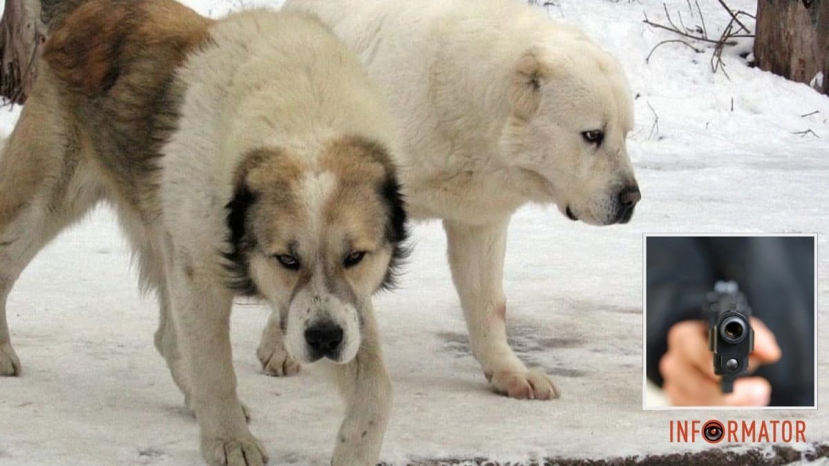 У Дніпрі на Вадима Жукова знайшли вівчарку з простреленою головою: ветеринари борються за її життя