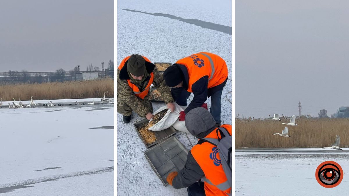 Ледяная ловушка: в Самаре стая лебедей скучковалась на водоеме