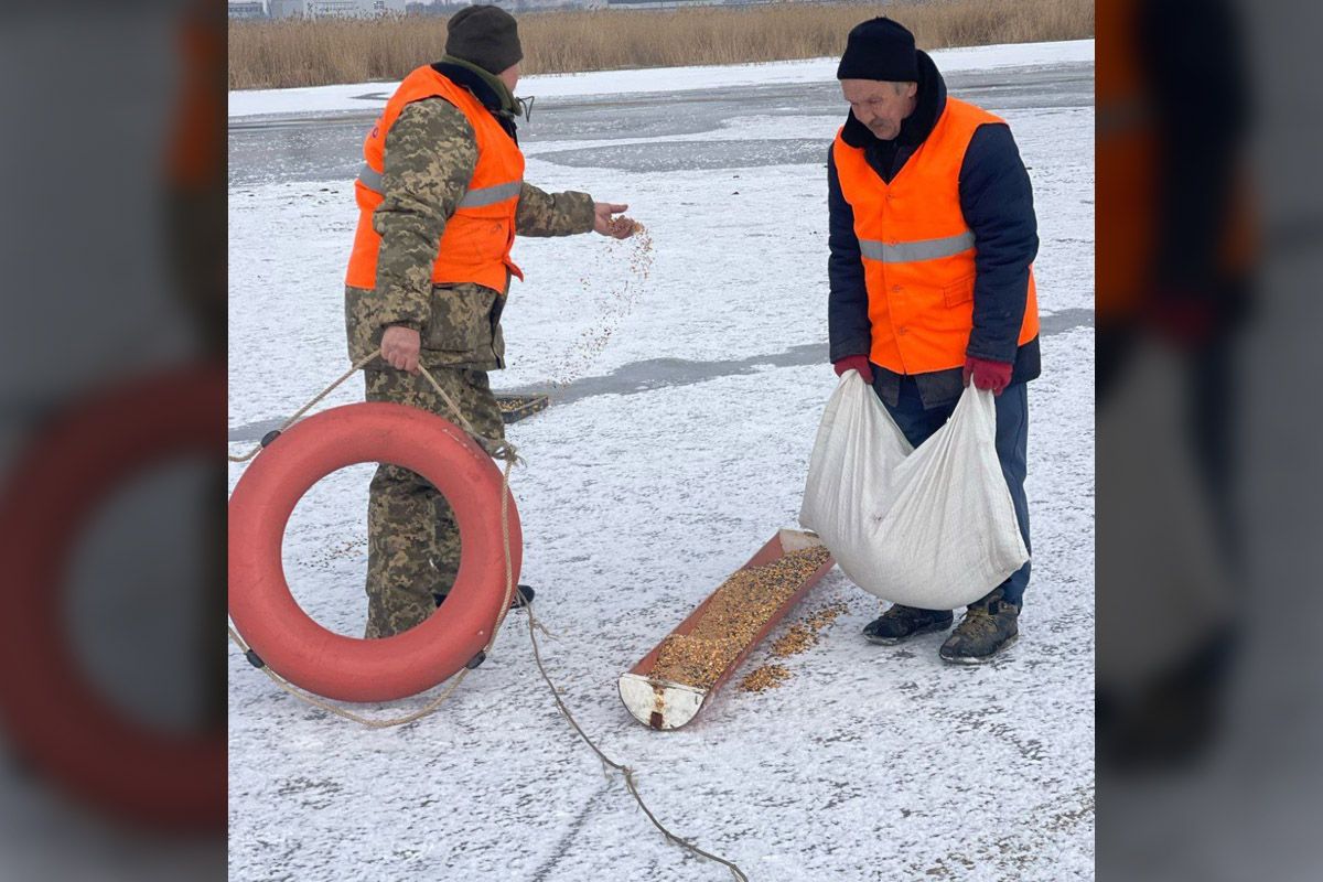Люди оставили корм, чтобы стая быстрее набралась сил и продолжила свой путь
